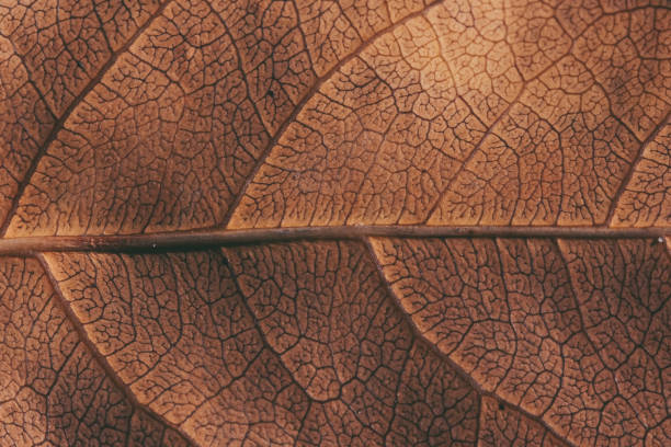 istock Close up yellow vein leaf background texture 1095264248