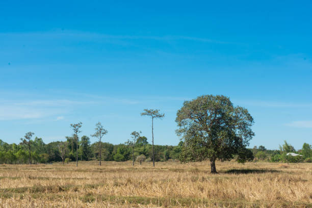 istock Rice fields after harvest and blue sky background 1095264378
