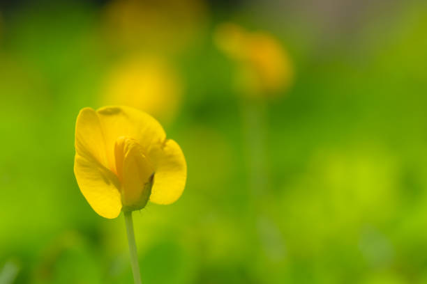 istock Yellow flower pinto peanut or Arachis pintoi 1095264954