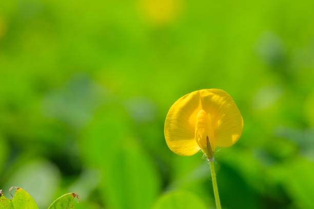 Yellow flower pinto peanut or Arachis pintoi. Royalty high-quality free stock photo image macro photography of Pinto Peanut or Arachis pintoi isolated on nature background. Small yellow flower grass