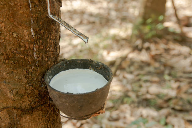 istock Rubber tree and plastic bowl filled with latex in rubber plantation 1095265508