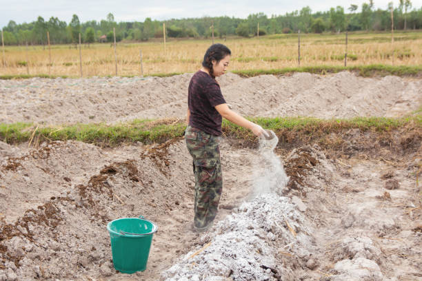 frau gärtner setzen kalk oder kalkhydrat in den boden, den säuregehalt des bodens zu neutralisieren. - green crop tractor planting stock-fotos und bilder