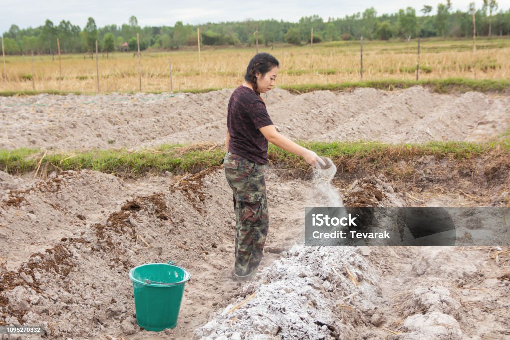 Woman gardeners put lime or calcium hydroxide into the soil to neutralize the acidity of the soil. Lime Stock Photo