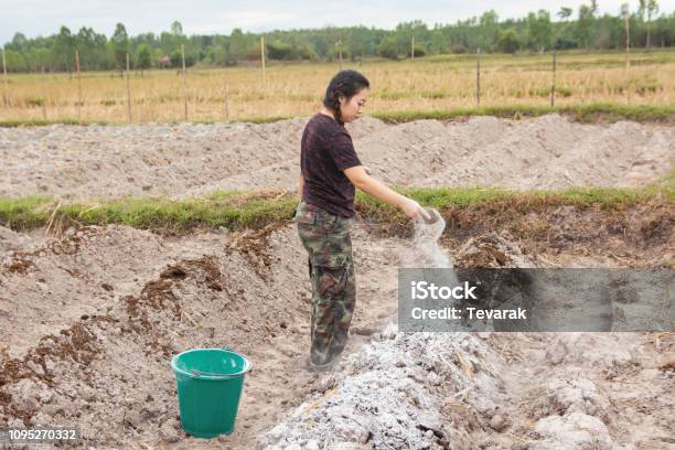 Woman Gardeners Put Lime Or Calcium Hydroxide Into The Soil To Neutralize The Acidity Of The Soil Stock Photo - Download Image Now