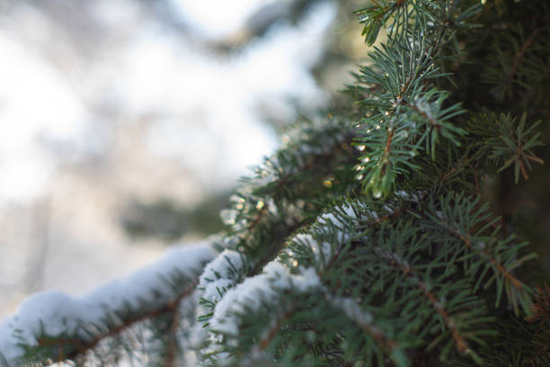 istock Green fir-tree branch covered with heavy snow with blur background 1095271512