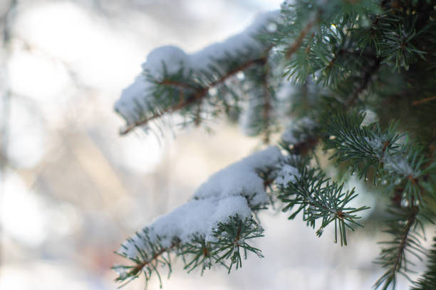 istock Green fir-tree branch covered with heavy snow with blur background 1095272688