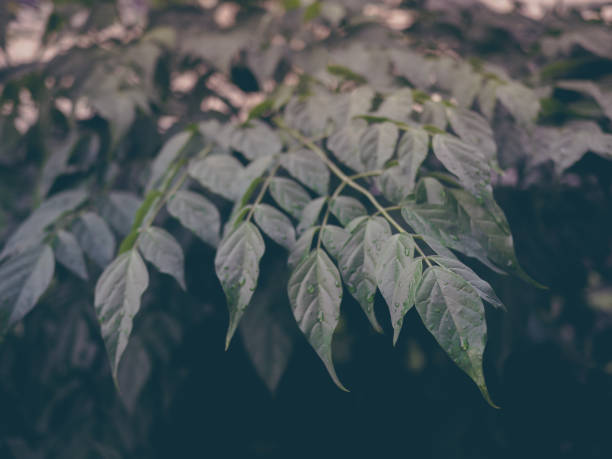 istock Green Leaves background with water drop. Flat lay. Nature background 1095272742