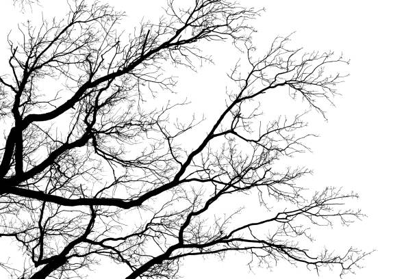 istock Tree leafless branches, black silhouette of old oak tree crown on white clear sky background, bare tree branches texture 1095273194