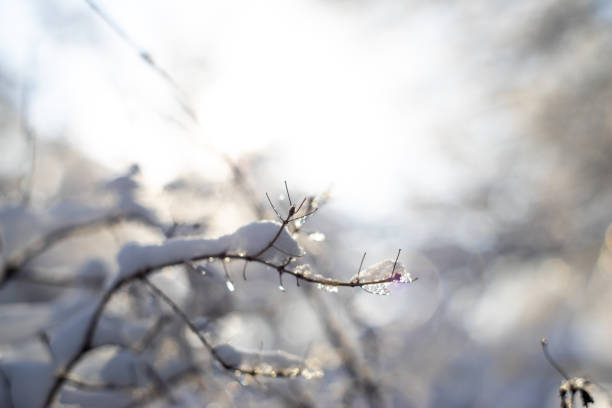 istock branches covered with snow and ice on blur background and sunflare 1095273742