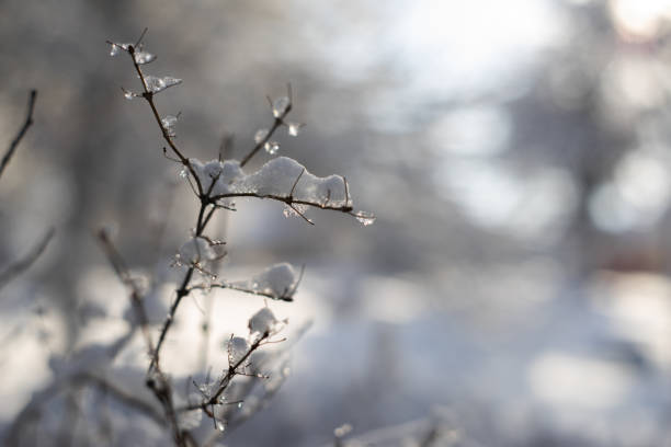 istock branches covered with snow and ice on blur background and sunflare 1095273844