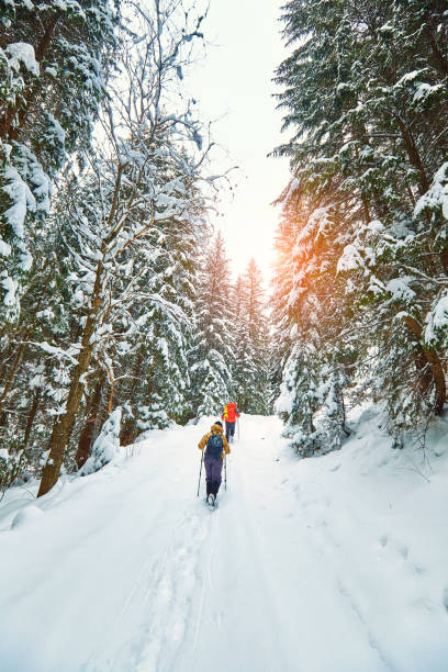 snow covered hiking trail in winter forest stock photo