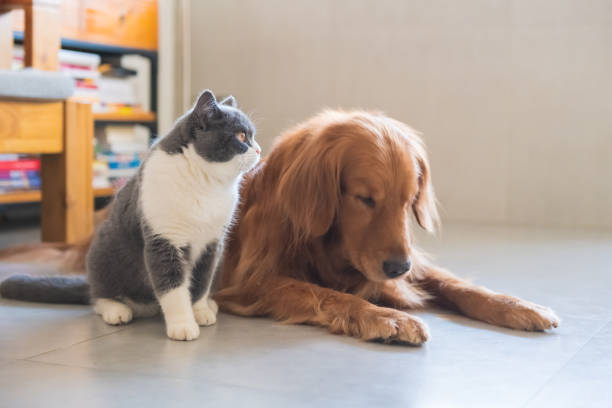 istock Golden Retriever dog and British short-haired cat 1095274662