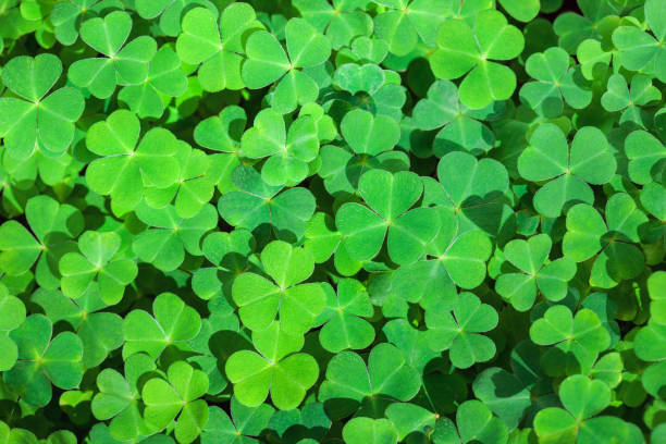 istock Green background with three-leaved shamrocks. St. Patrick's day holiday symbol.   Selective focus. 1095275216