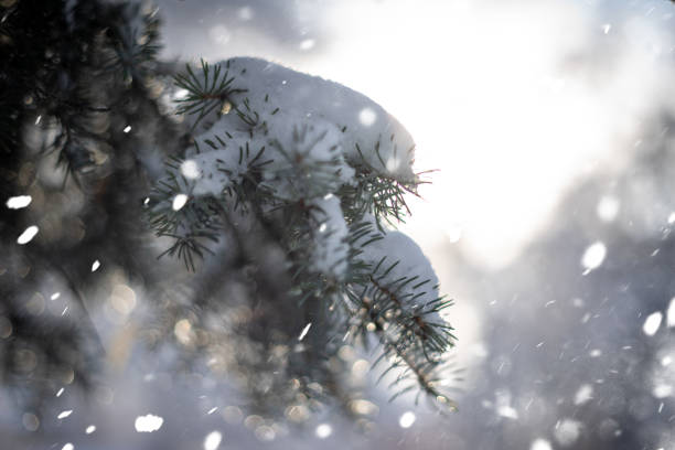 istock Green pine branch tree covered with snow when snow falls with blur background 1095275788