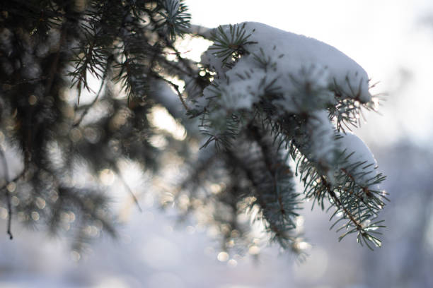istock Green fir-tree branch covered with heavy snow with blur background 1095276898