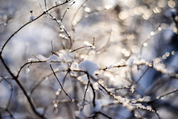 istock branches covered with snow and ice on blur background and sunflare 1095277146