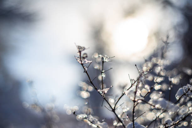 branches covered with snow and ice on blur background and sunflare