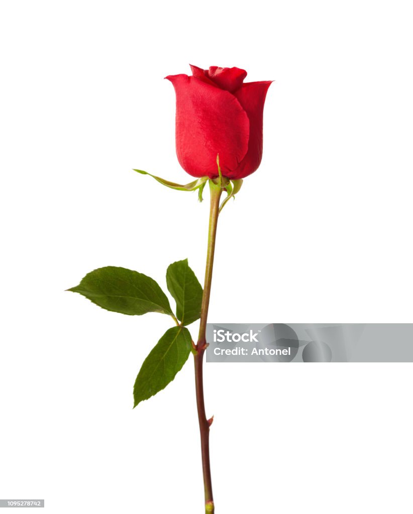Red Rose Isolated On White Background Stock Photo - Download Image ...
