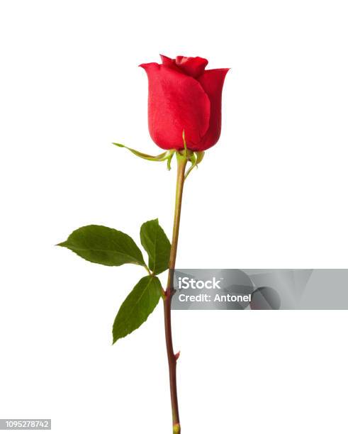 Red Rose Isolated On White Background Stock Photo - Download Image Now - Rose - Flower, Red, Flower
