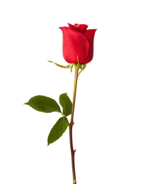 red rose isolated on white background. - valentines day red photography indoors imagens e fotografias de stock