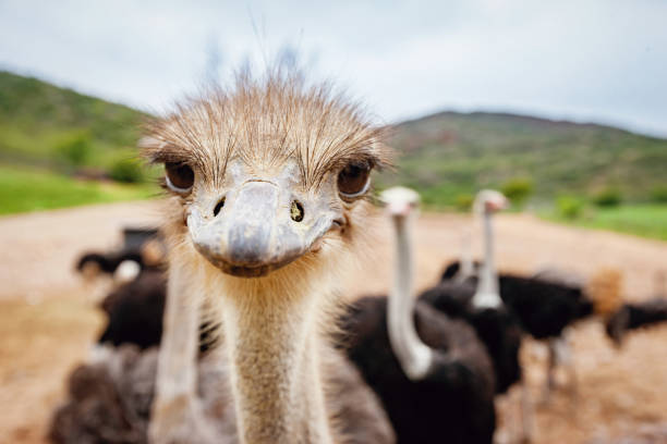 Curious Funny Ostrich Funny, curious, nosy Ostrich looking directly towards the camera. Animal Portrait, South Africa. ostrich farm stock pictures, royalty-free photos & images