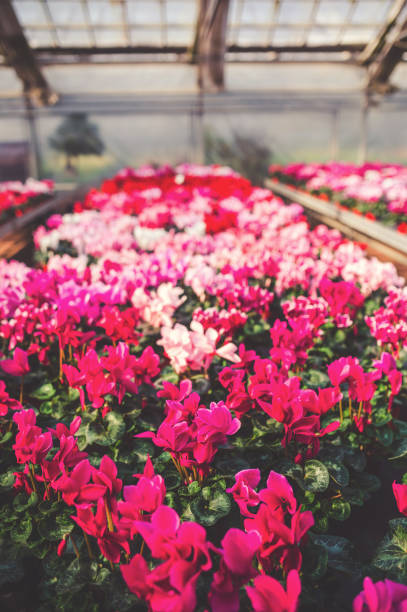 istock Greenhouse with Red And Pink Cyclamen 1095278990