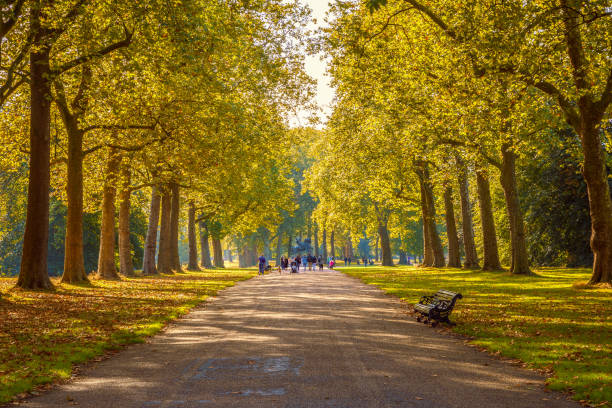 von bäumen gesäumten straße im hyde park in london - scenics pedestrian walkway footpath bench stock-fotos und bilder