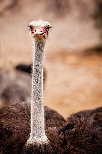 Curious Ostrich stretching his neck, looking nosy towards the camera. Animal Portrait, South Africa.