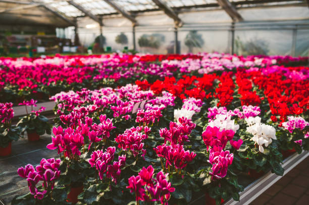 istock Colorful Cyclamen Shelf 1095282850