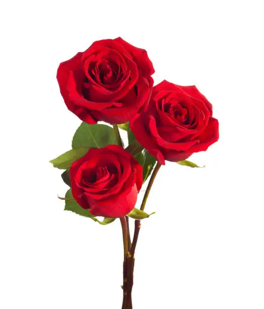 Photo of Three bright red Roses isolated on white background.