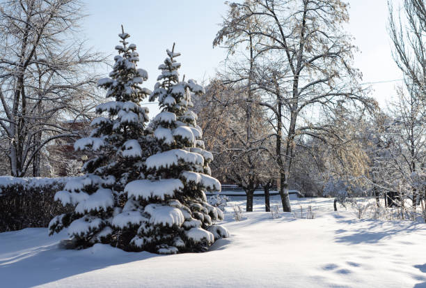 istock Green fir-tree covered with heavy snow in park 1095283252