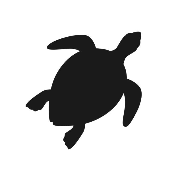 illustrazioni stock, clip art, cartoni animati e icone di tendenza di silhouette nera isolata di tartaruga verde marina su sfondo bianco. vista dall'alto. vista dall'alto. - turtle