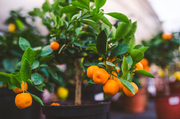 istock Citrofortunella calamondin in big pot 1095285934
