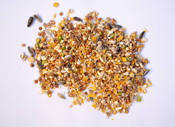 istock chicken organic feed - Food for animals close up 1095286430