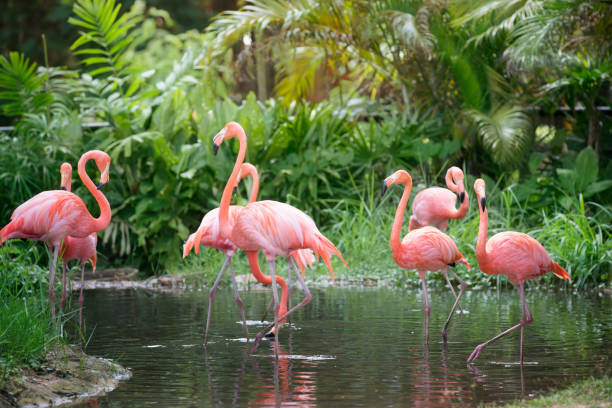 istock Caribbean flamingo standing in water 1095286454