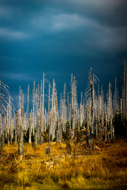 Bark beetle bitten dead forest with yellow grass and dark sky A dead forest near the Dreiländereck in Bavaria storm cloud sky dramatic sky cloud stock pictures, royalty-free photos & images