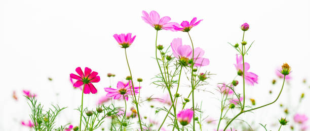 istock the back light Gesang flower In the field 1095286560