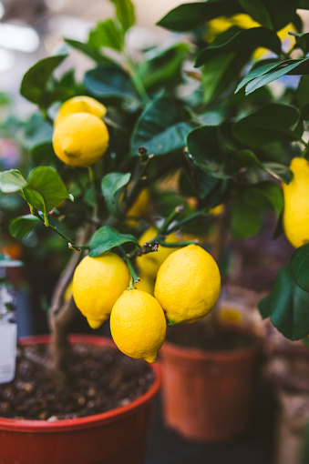 Lemon tree in flower pot