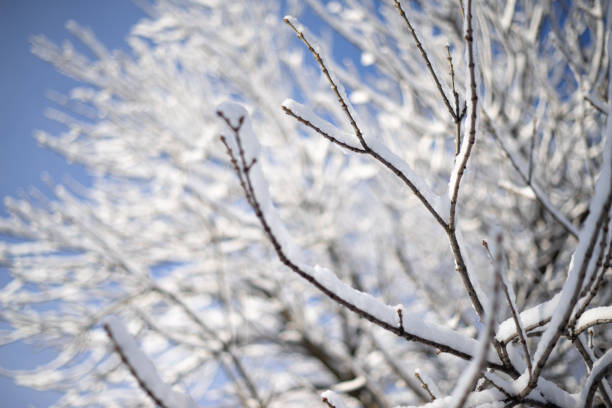 branches tree covered with heavy snow on blur background