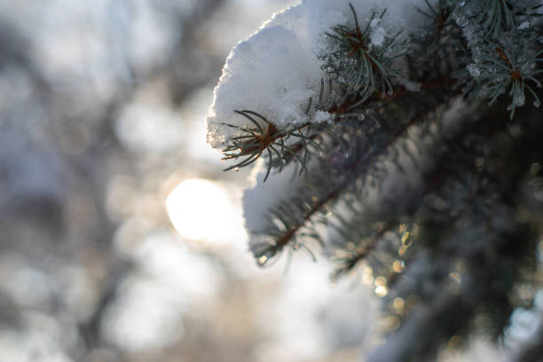 istock Green fir-tree branch covered with heavy snow with blur background 1095291512