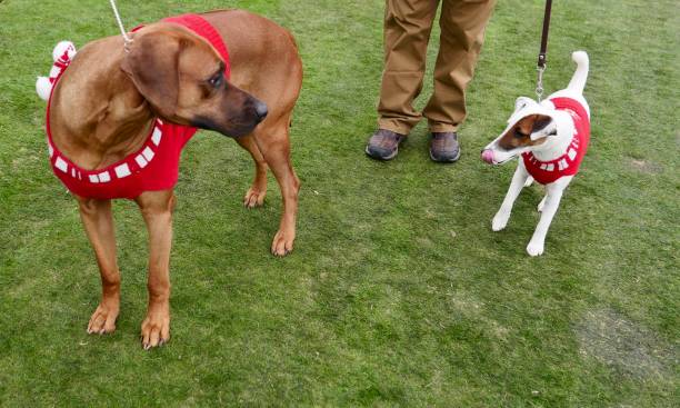 Dog Fashions