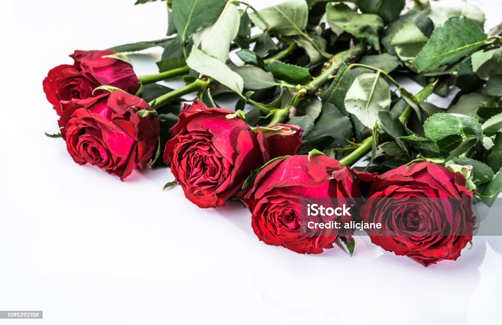 Ramo De Rosas Rojas Hermosas Aislado En Blanco Fondo De Flores Para El Día  De San Valentín Foto de stock y más banco de imágenes de Aniversario -  iStock