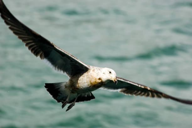 istock Seabird flying on the ocean 1095298910
