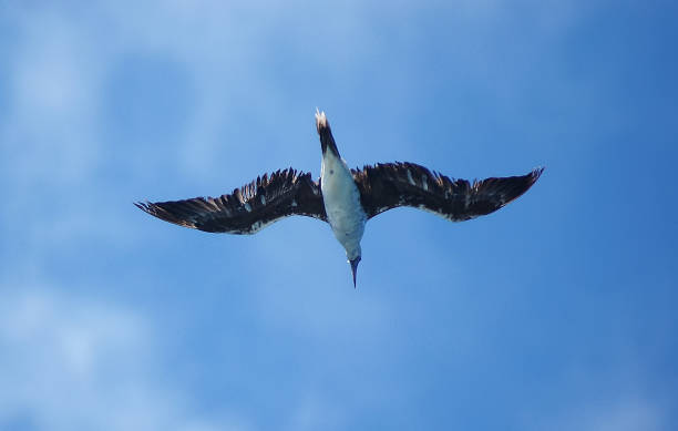 istock Seabird flying on the ocean 1095299140