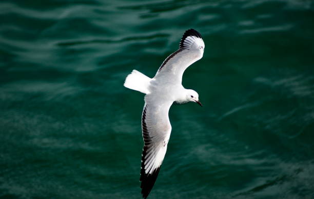 istock Seabird flying on the ocean 1095299146