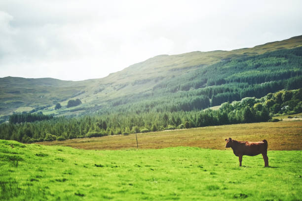Full length shot of a single cow standing on a farm