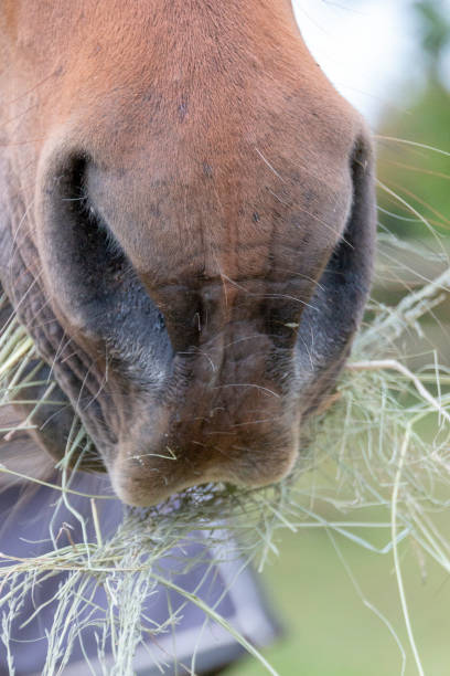istock The Front Of A Horses Mouth 1095300744