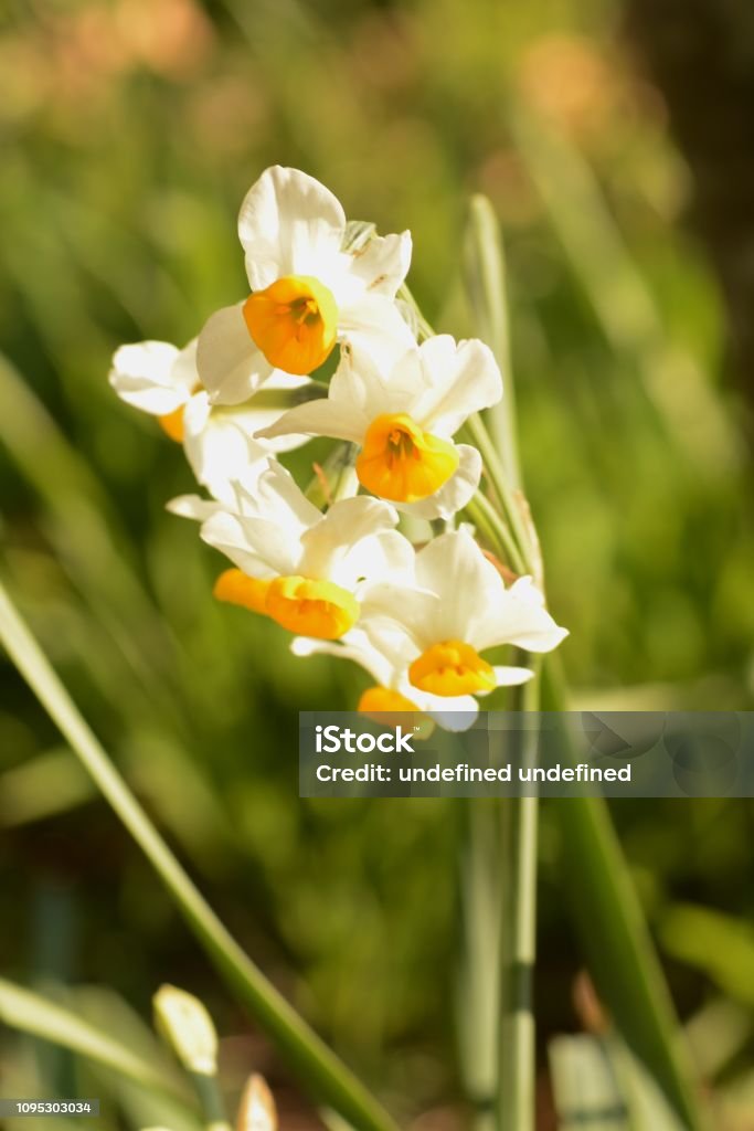Narcissus flowers Narcissus flowers are in full bloom Beauty Stock Photo