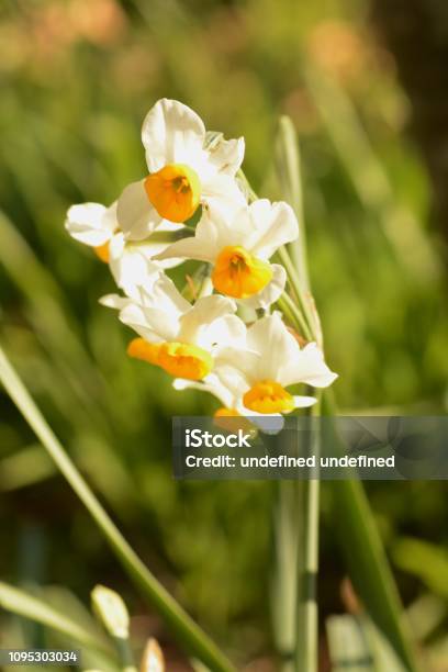 Narcissus Flowers Stock Photo - Download Image Now - Beauty, Blossom, Close-up