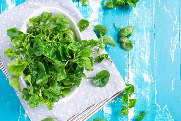 Fresh Watercress on blue green  table background